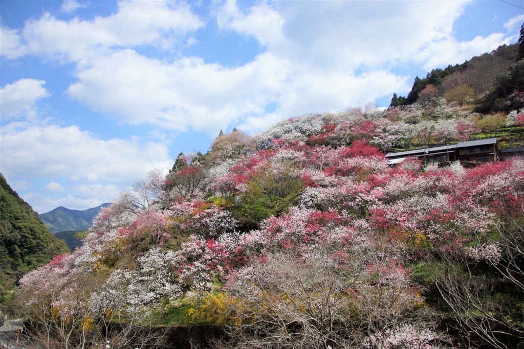 花桃の里