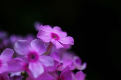 可愛い花