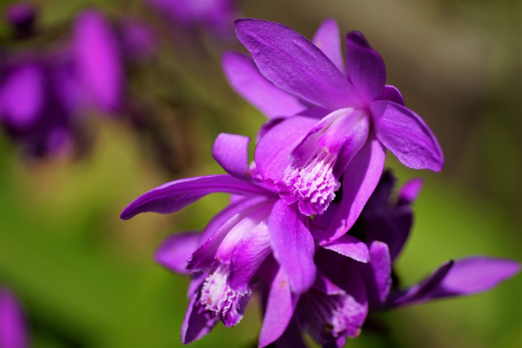 6月のシランの花～♪