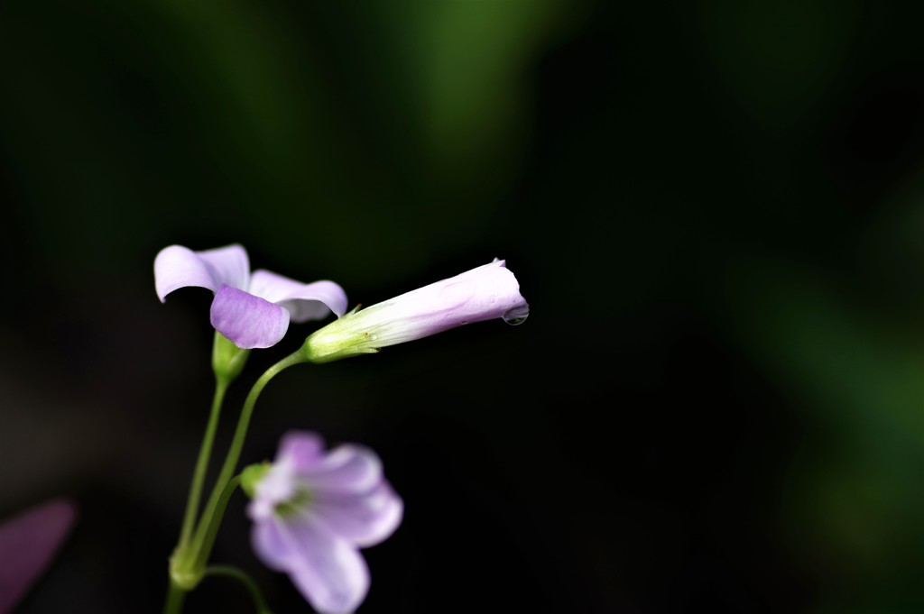 涙