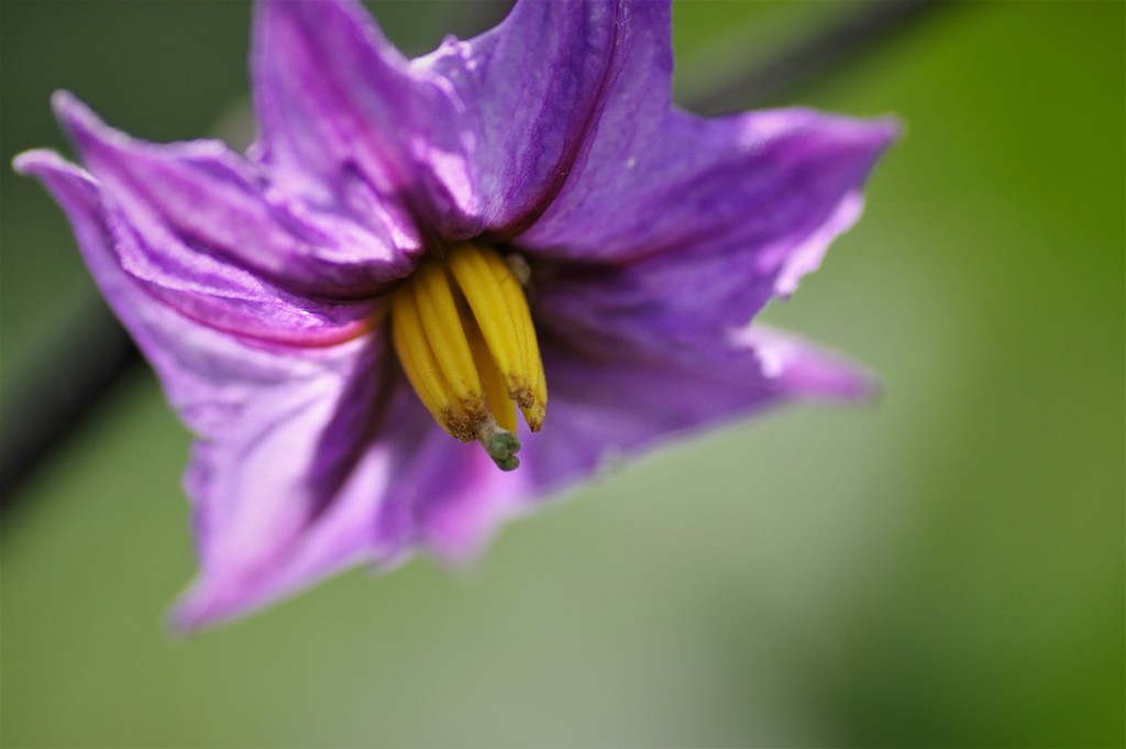 茄子の花