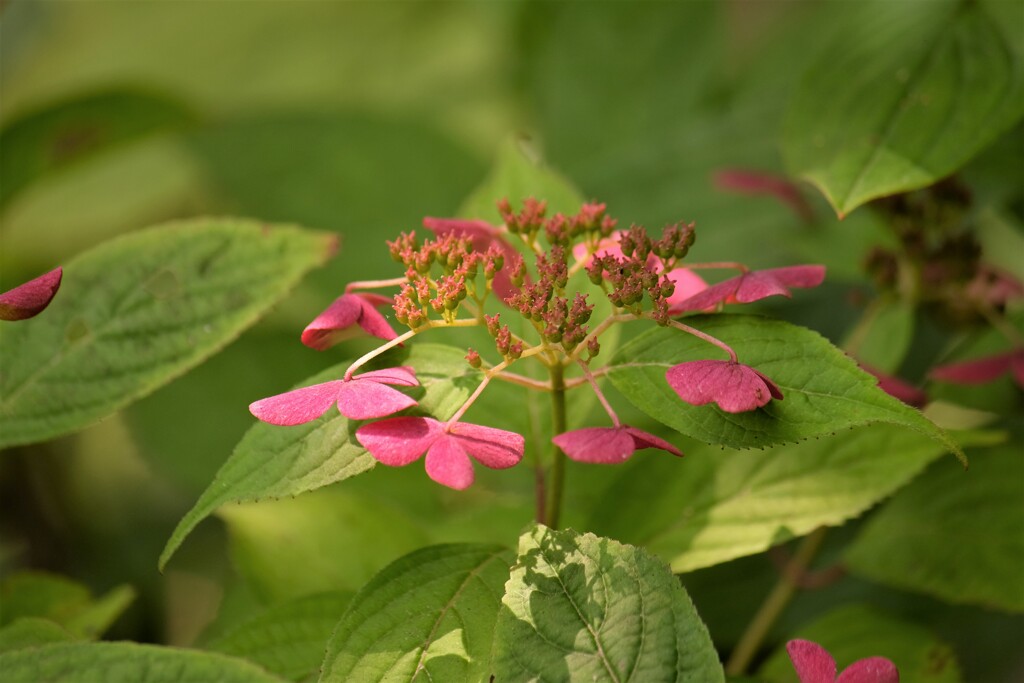 夏の紫陽花