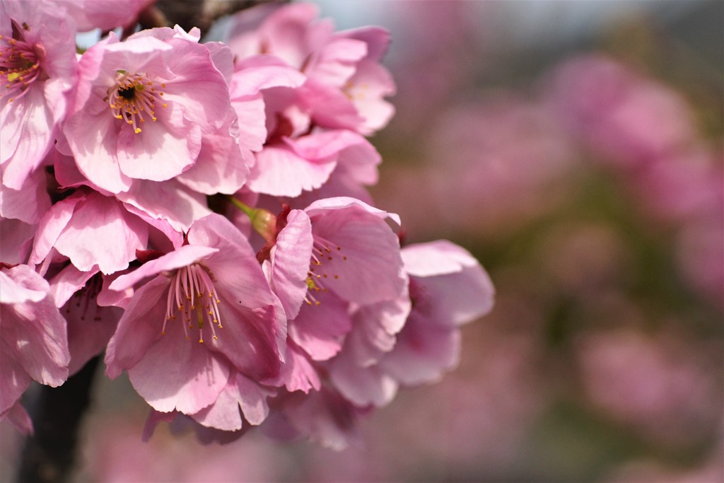 濃いピンク桜