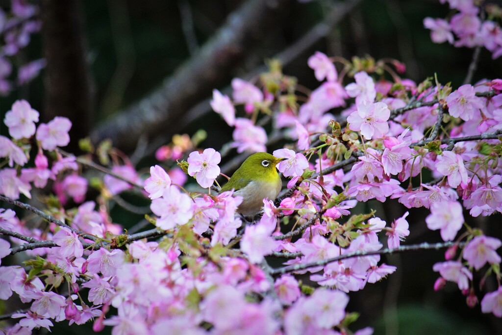 桜にメジロ