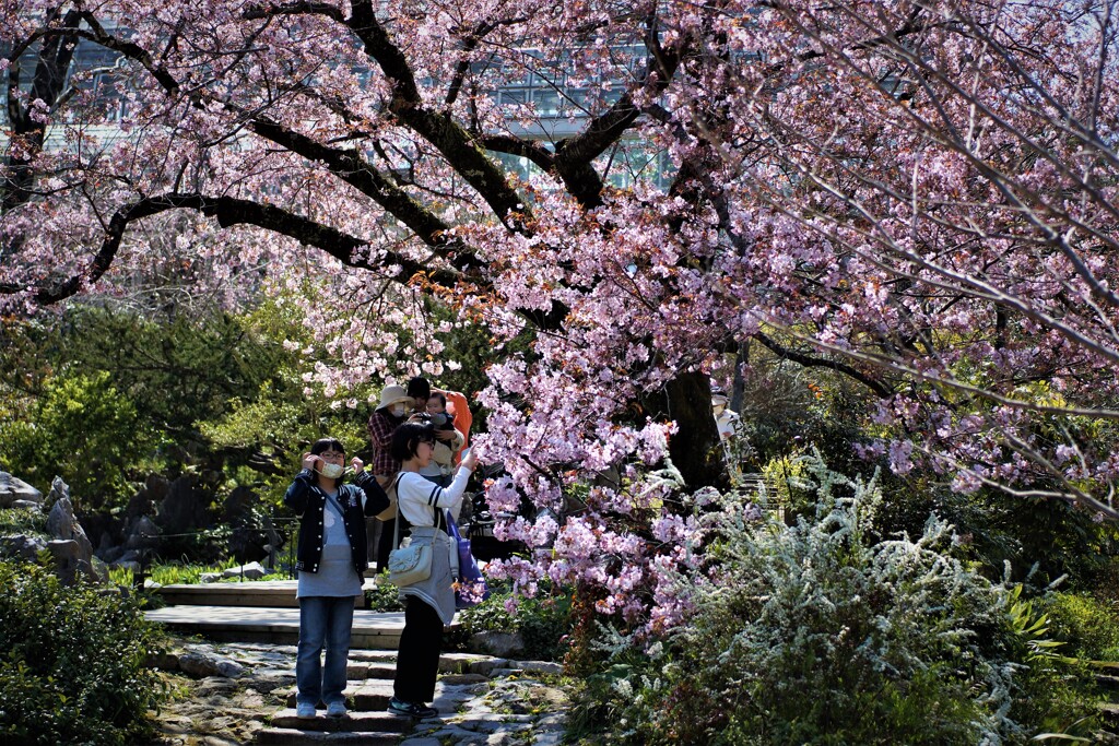 花見 ③