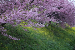 川際の桜