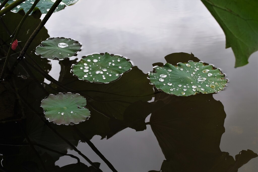 水玉