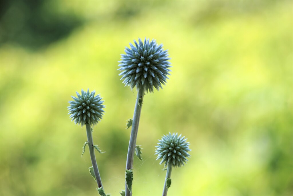 とげとげの花