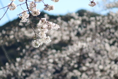 桜 さくら