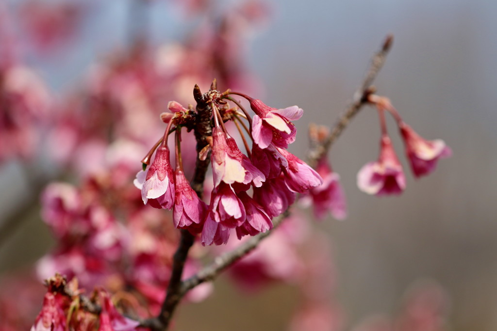 これも桜