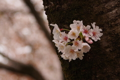 sakura 今年もありがとう 3