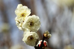 春呼ぶ花