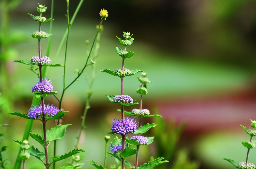 段菊