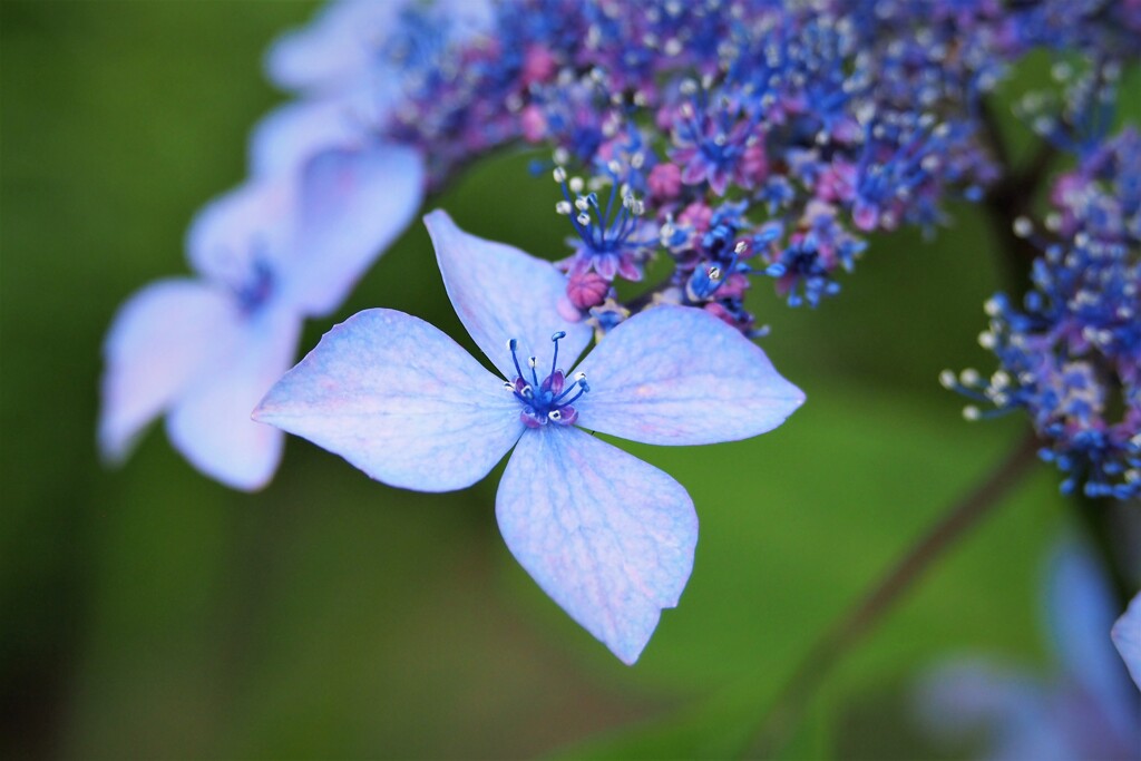 梅雨花