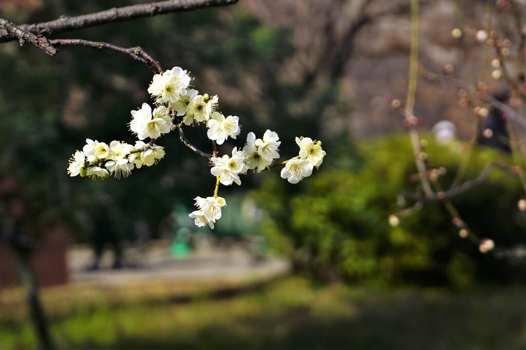 白梅の香り