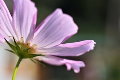 秋桜 ピンク