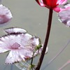 赤い睡蓮と蜻蛉