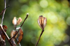 枯れ花の憂い