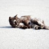 僕ノラです