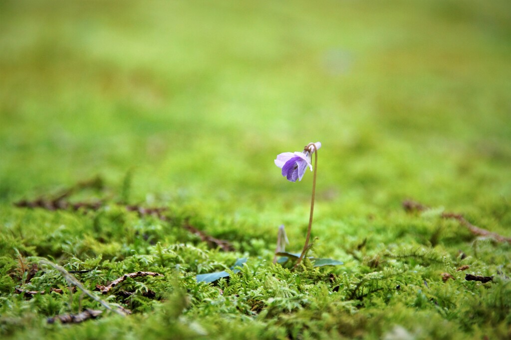 境内にひっそりと