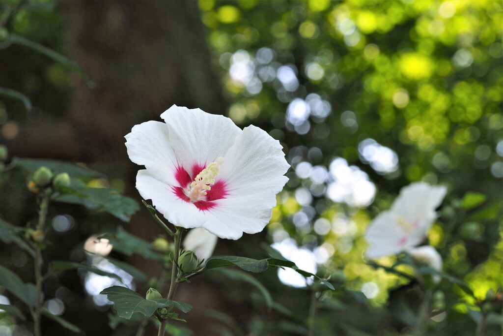 木陰にて