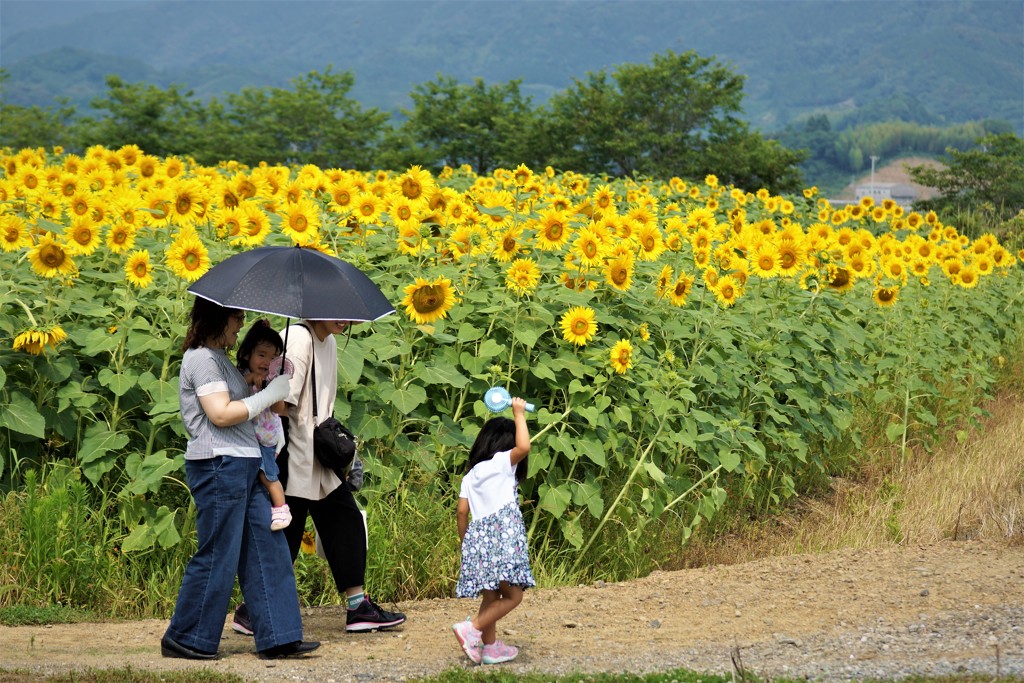 今日は向日葵日和