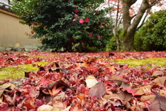 落ち紅葉と山茶花