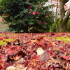 落ち紅葉と山茶花