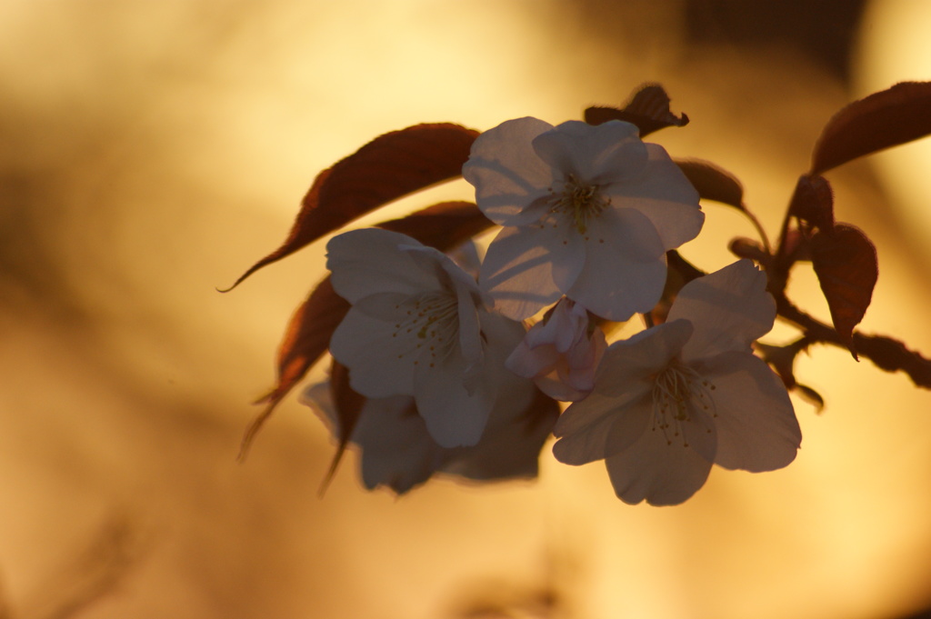 夕桜