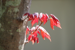 春に紅葉