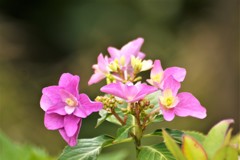 華やかな紫陽花