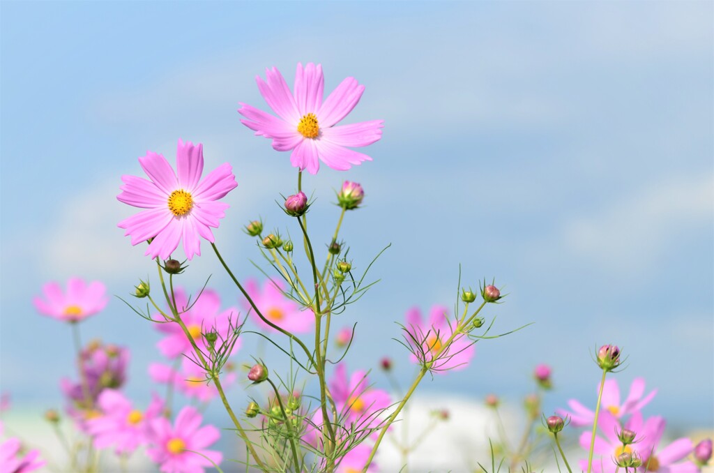 秋桜 ④