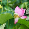 まだ頑張ってます
