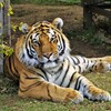 天王寺動物園から虎　なんか楽しい事ない？