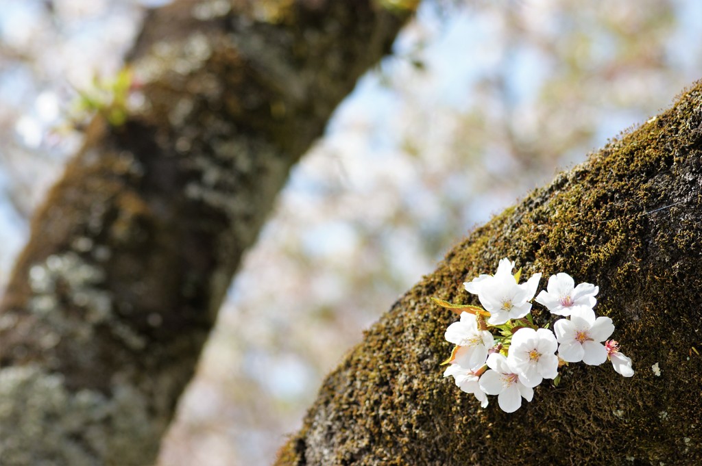 花見桜 Ⅱ