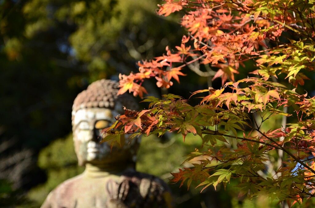 ぼちぼち紅葉