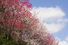 春空と花桃