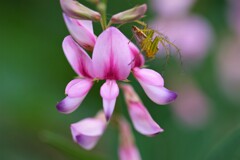 花と蜘蛛