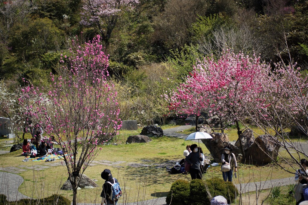 花見 ②