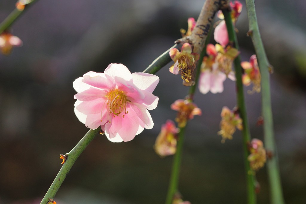 高知城 しだれ梅 Ⅱ