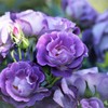 青い薔薇