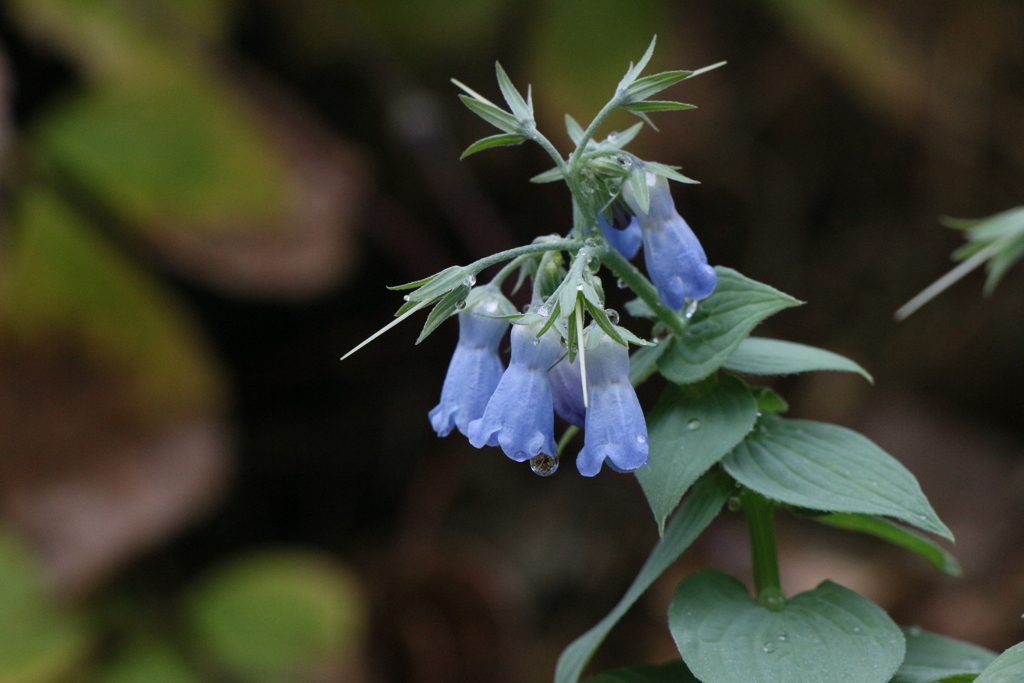 Blue bell