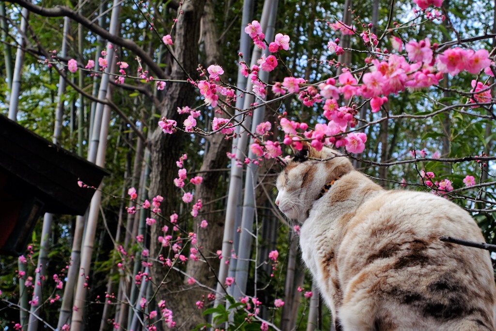 猫と紅梅