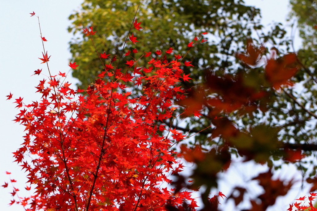 紅葉２