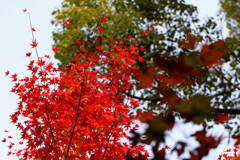 紅葉２