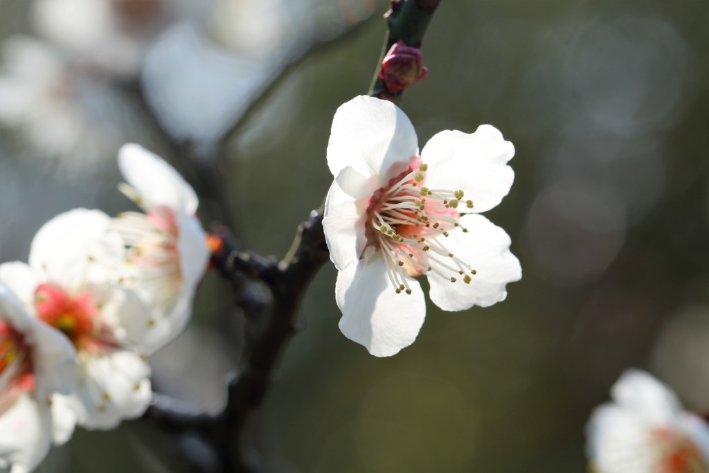 ＵＭＥ Ⅱ