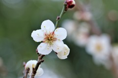 ＵＭＥ
