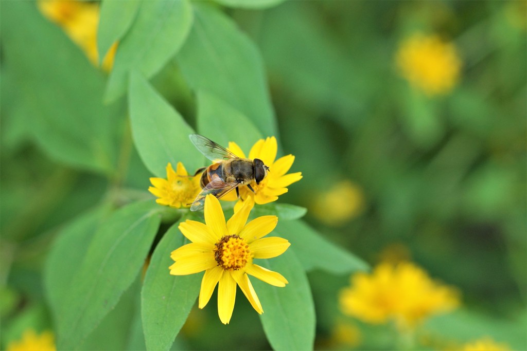 黄花とハナアブ