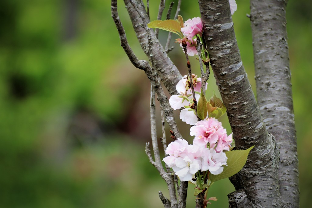 名残桜