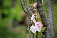 名残桜